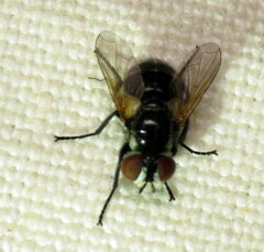 Calyptratae