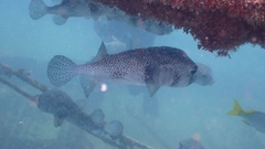 Chilomycterus reticulatus