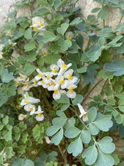 Pseudofumaria alba acaulis