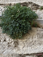 Pseudofumaria alba acaulis