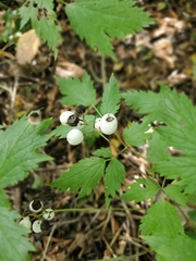 Actaea rubra neglecta