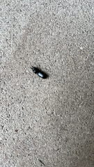 Scarites subterraneus