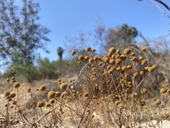 Oncosiphon pilulifer