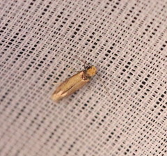 Tinea apicimaculella