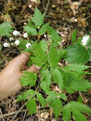 Actaea rubra neglecta