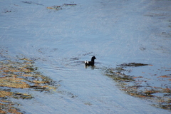 Fulica rufifrons