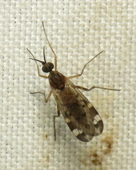 Anisopodidae