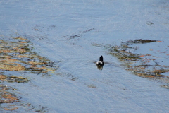 Fulica rufifrons