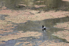 Fulica rufifrons