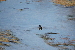 Fulica rufifrons