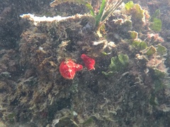 Halocynthia papillosa