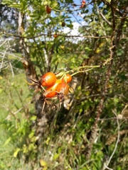 Rosa subcollina