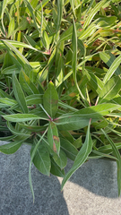 Oenothera macrocarpa
