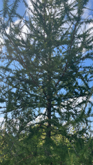 Larix