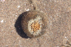 Bunodosoma zamponii