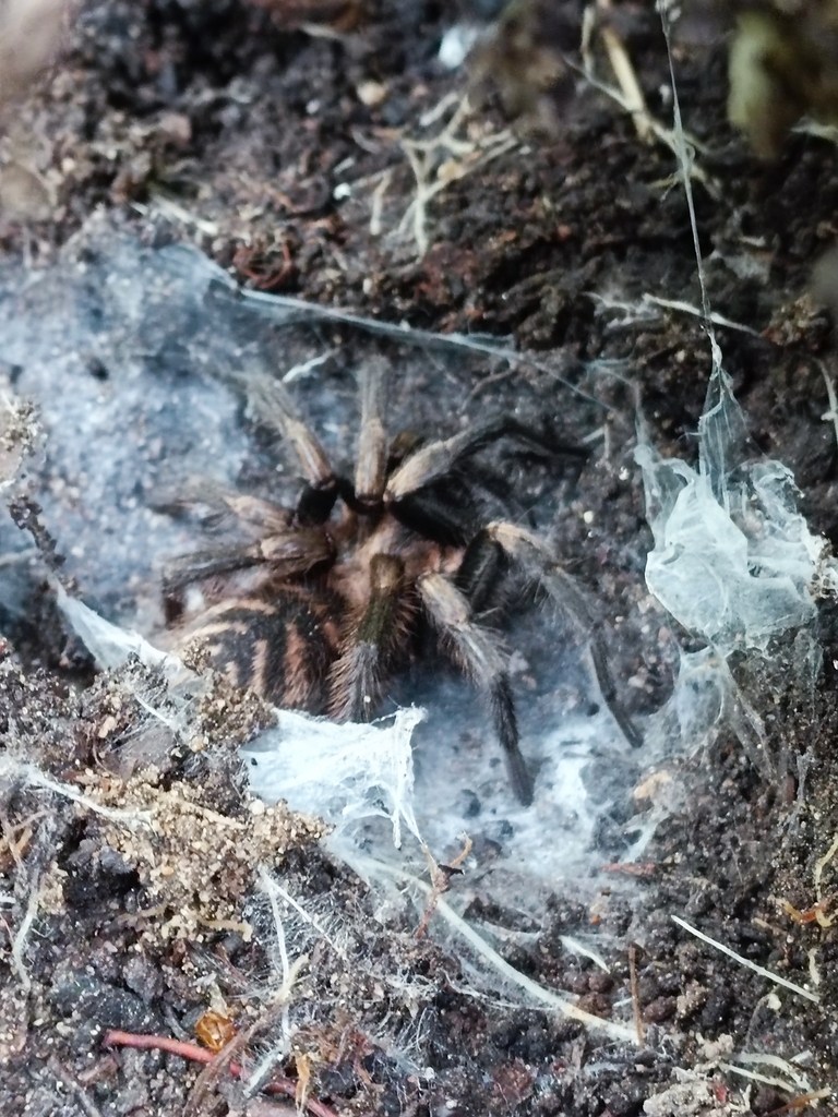 Acanthogonatus pissii