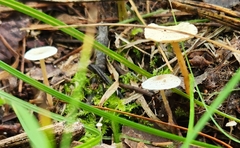 Collybia