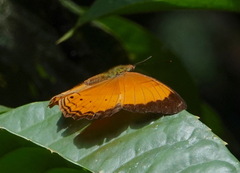 Cirrochroa emalea