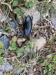 Hydrophilus triangularis