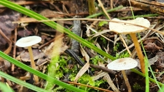 Collybia