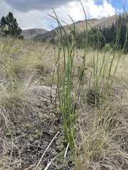 Equisetum laevigatum