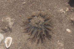 Bunodosoma zamponii