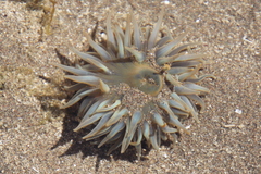 Actiniidae