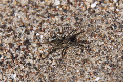 Trochosa niveopilosa