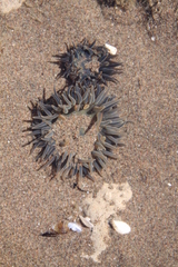 Bunodosoma zamponii