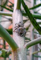 Phidippus