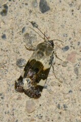 Acontia lucida