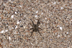 Trochosa niveopilosa