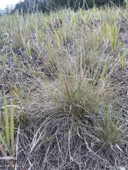 Festuca idahoensis