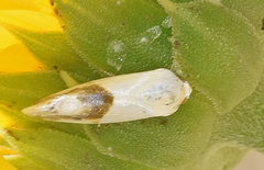 Ponometia binocula