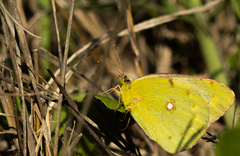 Colias hyale