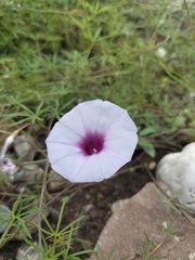 Ipomoea ternifolia ternifolia