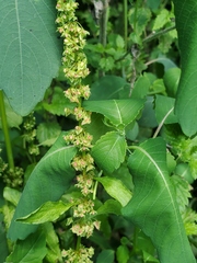 Rumex obtusifolius