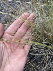 Festuca idahoensis