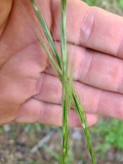Aristida lanosa