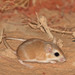 Lesser Egyptian Gerbil - Photo (c) shachar_alterman, some rights reserved (CC BY-NC)