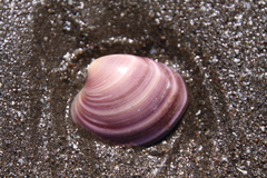 Eucallista purpurata