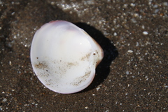 Eucallista purpurata