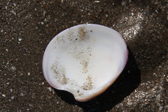 Eucallista purpurata