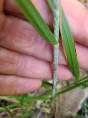 Aristida lanosa