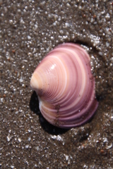 Eucallista purpurata