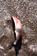 Eucallista purpurata