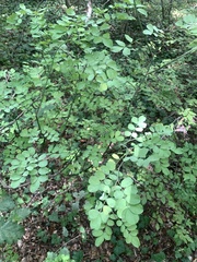 Hippocrepis emerus