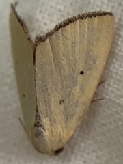Marimatha nigrofimbria