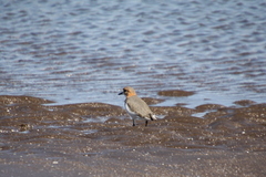 Charadrius falklandicus