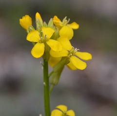 Erysimum capitatum